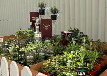 Granville Hotel | Waterford | Cocktail Herb Garden