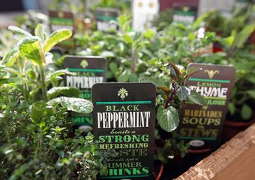 Granville Hotel | Waterford | Cocktail Herb Garden